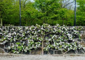 Fruitful fence-art's modern revival
